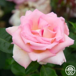 La Fleurette 12 La Fleurette -FloraFinesse Shop La Fleurette 3