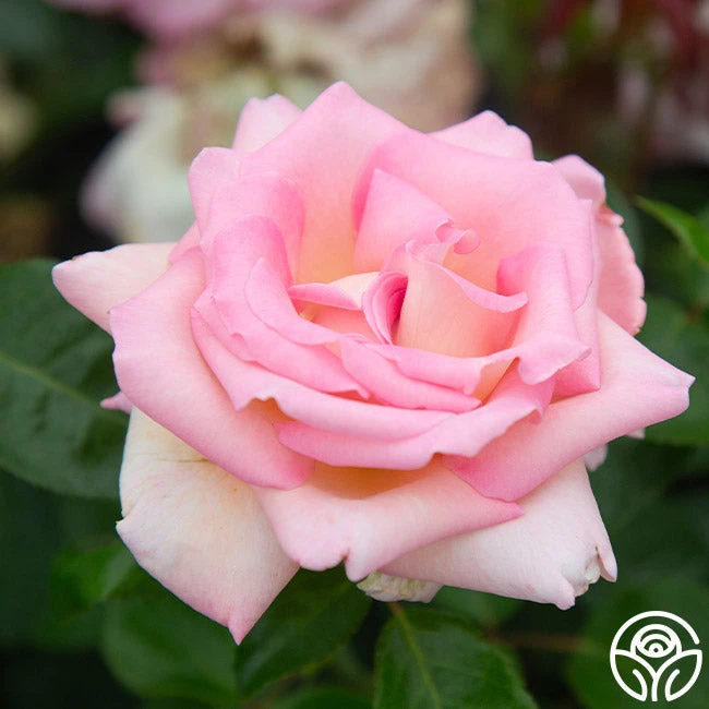 La Fleurette 4 La Fleurette - Image 4