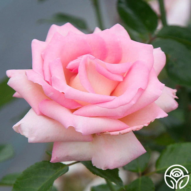 La Fleurette 2 La Fleurette - Image 2