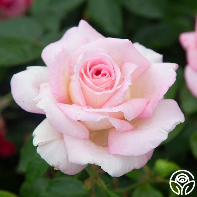 La Fleurette 5 La Fleurette - Image 5