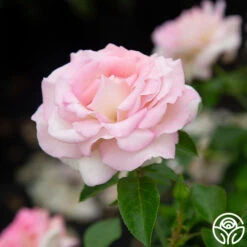 La Fleurette 14 La Fleurette -FloraFinesse Shop La Fleurette 6