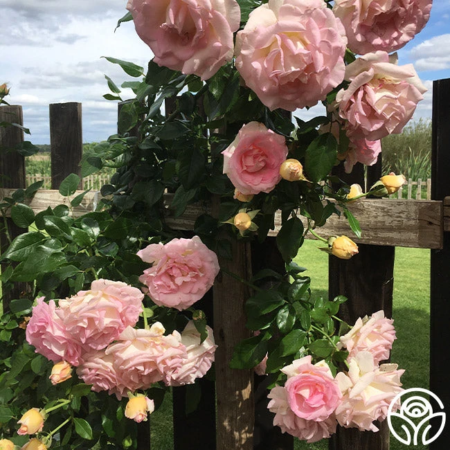 La Fleurette 7 La Fleurette - Image 7