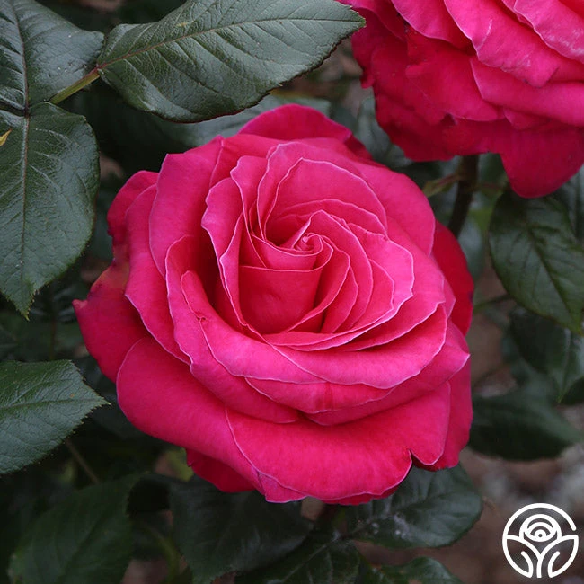 Lady Mitchell™ 2 Lady Mitchell™ - Image 2