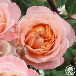 Lady Of The Mist™ -FloraFinesse Shop Lady of the Mist 01