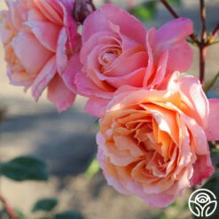 Lady Of The Mist™ -FloraFinesse Shop Lady of the Mist 011