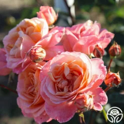 Lady Of The Mist™ -FloraFinesse Shop Lady of the Mist 055