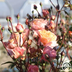 Lady Of The Mist™ -FloraFinesse Shop Lady of the Mist 08