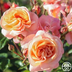 Lady Of The Mist™ -FloraFinesse Shop Lady of the Mist 09