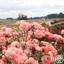 Lady Of The Mist™ -FloraFinesse Shop Lady of the Mist 115