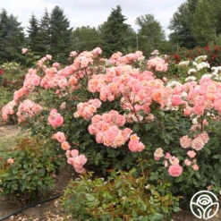 Lady Of The Mist™ -FloraFinesse Shop Lady of the Mist 119