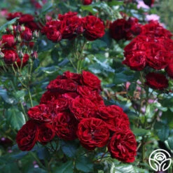 Lava Flow -FloraFinesse Shop Lava Flow 11