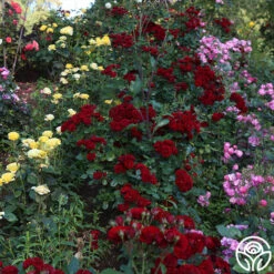 Lava Flow -FloraFinesse Shop Lava Flow 11