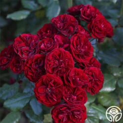 Lava Flow -FloraFinesse Shop Lava Flow 12