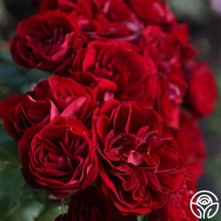 Lava Flow -FloraFinesse Shop Lava Flow 16