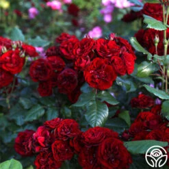 Lava Flow -FloraFinesse Shop Lava Flow 17