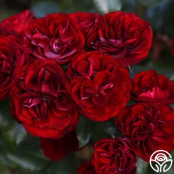 Lava Flow -FloraFinesse Shop Lava Flow 90