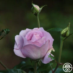 Le Petit Prince -FloraFinesse Shop Le Petit Prince 9