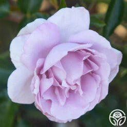 Le Petit Prince -FloraFinesse Shop Le Petit Prince 12