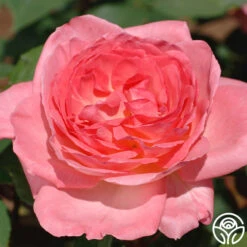 Liv Tyler™ -FloraFinesse Shop Live Tyler 04