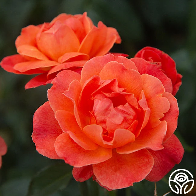 Livin' Easy™ 1 Livin' Easy™