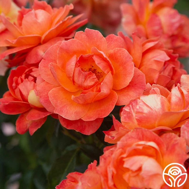 Livin' Easy™ 3 Livin' Easy™ - Image 3