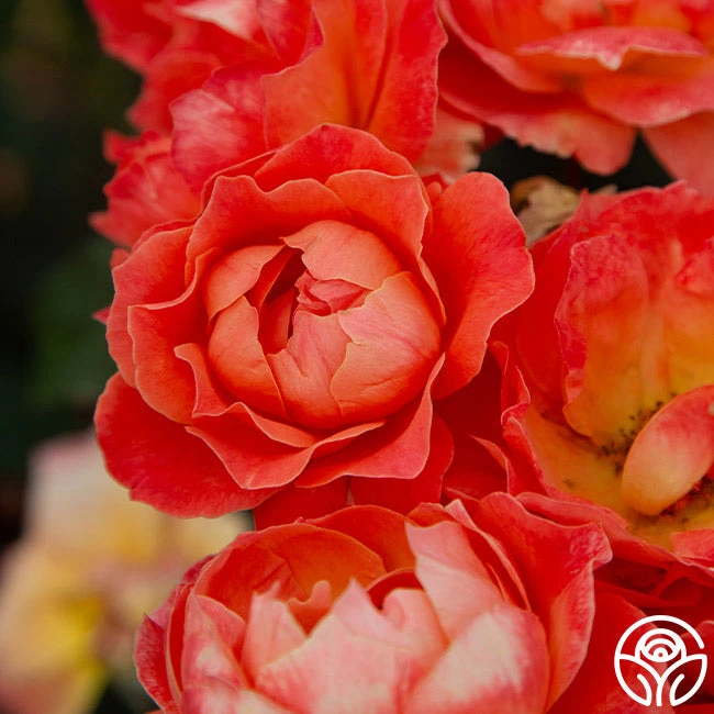 Livin' Easy™ 4 Livin' Easy™ - Image 4