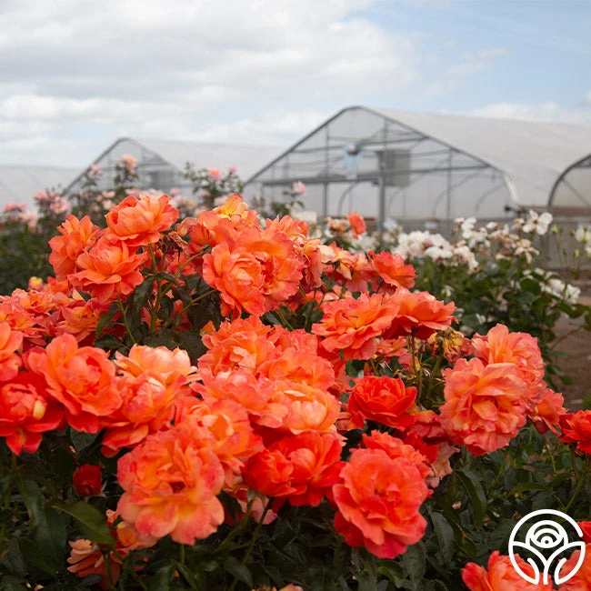 Livin' Easy™ 6 Livin' Easy™ - Image 6