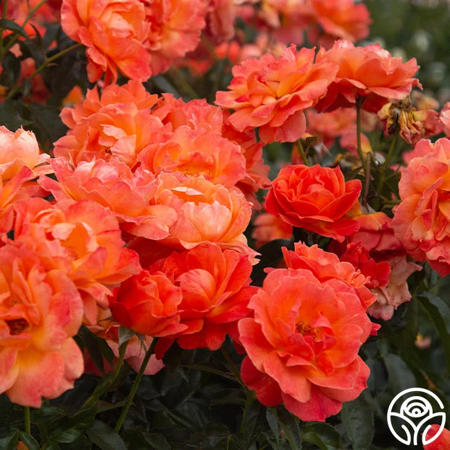 Livin' Easy™ 5 Livin' Easy™ - Image 5