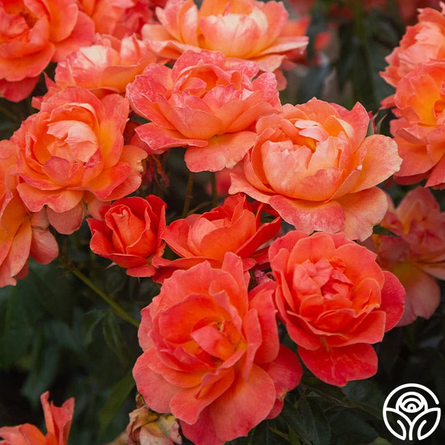 Livin' Easy™ 8 Livin' Easy™ - Image 8