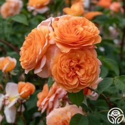 Louise Clements™ -FloraFinesse Shop Louise Clements 013