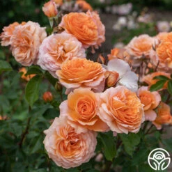 Louise Clements™ -FloraFinesse Shop Louise Clements 016