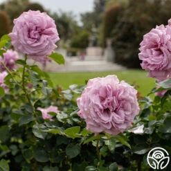 Love Song 19 Love Song -FloraFinesse Shop Love Song 10