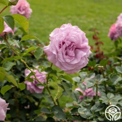 Love Song 16 Love Song -FloraFinesse Shop Love Song 12