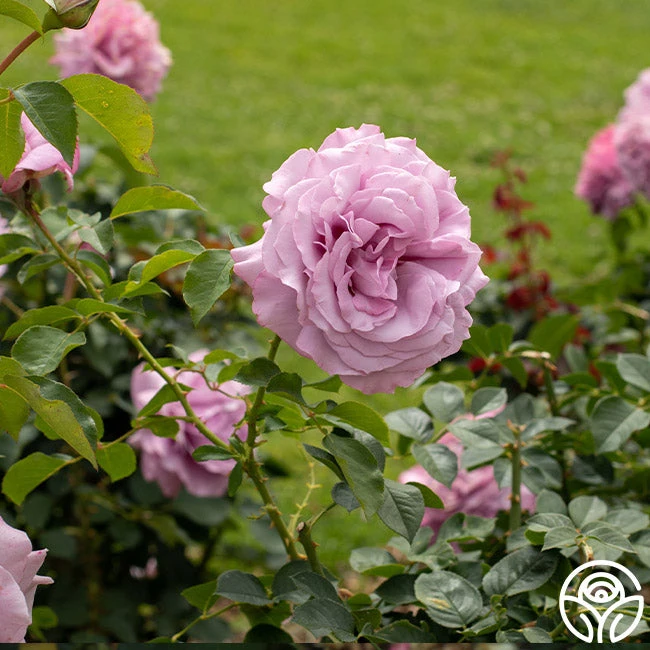 Love Song 7 Love Song - Image 7