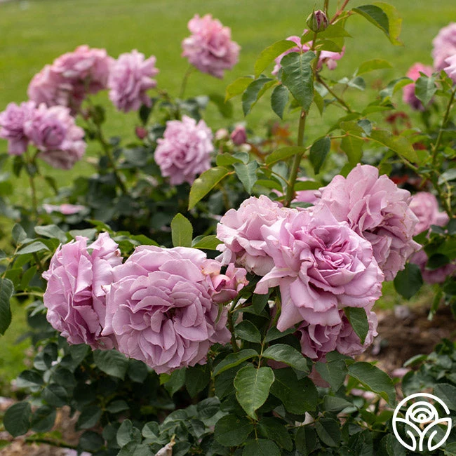 Love Song 6 Love Song - Image 6