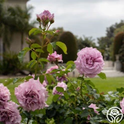 Love Song 12 Love Song -FloraFinesse Shop Love Song 16