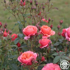 Matchless Mother™ 11 Matchless Mother™ -FloraFinesse Shop Matchless Mother 111