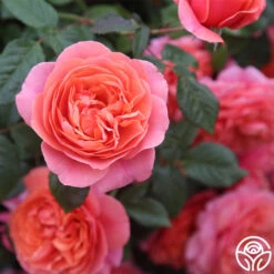 Matchless Mother™ 17 Matchless Mother™ -FloraFinesse Shop Matchless Mother 115