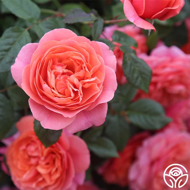 Matchless Mother™ 9 Matchless Mother™ - Image 9