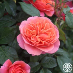 Matchless Mother™ 13 Matchless Mother™ -FloraFinesse Shop Matchless Mother 116