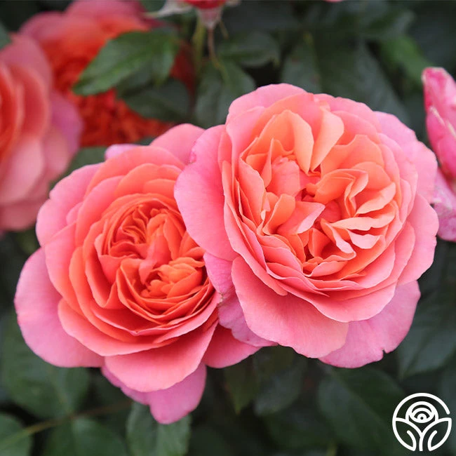 Matchless Mother™ 2 Matchless Mother™ - Image 2