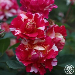 Maurice Utrillo® -FloraFinesse Shop Maurice Utrillo 21