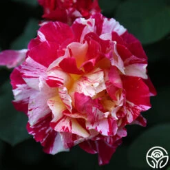 Maurice Utrillo® -FloraFinesse Shop Maurice Utrillo 23