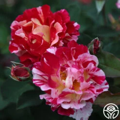 Maurice Utrillo® -FloraFinesse Shop Maurice Utrillo 24