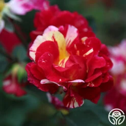 Maurice Utrillo® -FloraFinesse Shop Maurice Utrillo 25