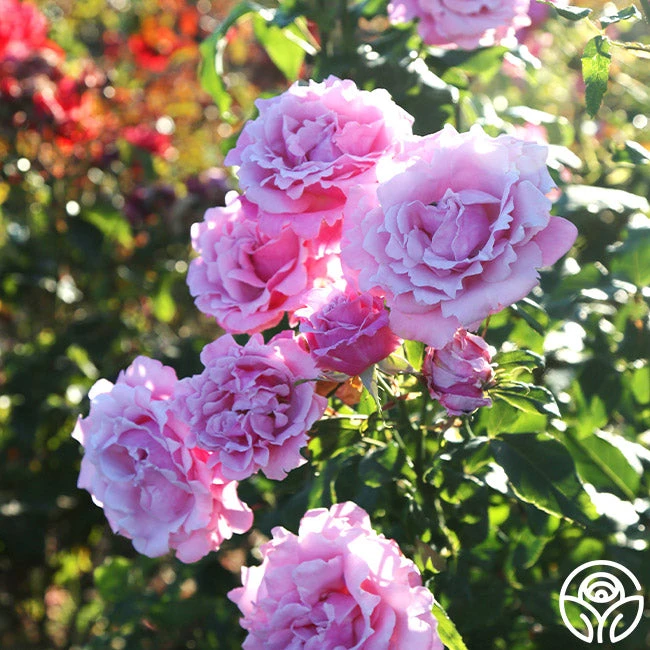 Memorial Day™ 2 Memorial Day™ - Image 2