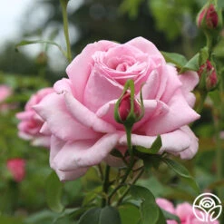 Memorial Day™ 17 Memorial Day™ -FloraFinesse Shop Memorial Day 13