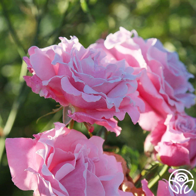 Memorial Day™ 6 Memorial Day™ - Image 6