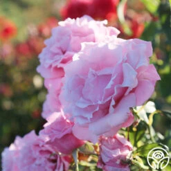 Memorial Day™ 15 Memorial Day™ -FloraFinesse Shop Memorial Day 17