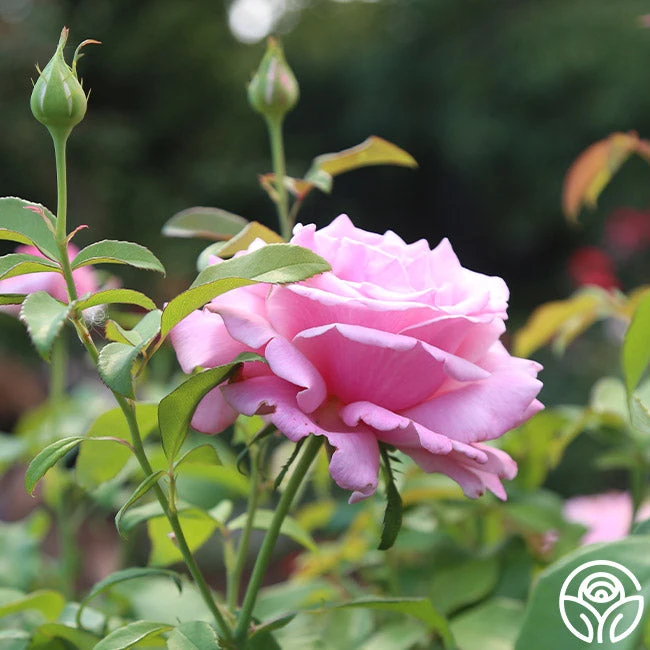 Memorial Day™ 9 Memorial Day™ - Image 9